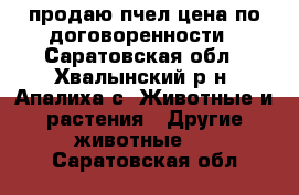 продаю пчел цена по договоренности - Саратовская обл., Хвалынский р-н, Апалиха с. Животные и растения » Другие животные   . Саратовская обл.